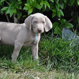 Weimaraner Puppies from Sun Colors Ranch