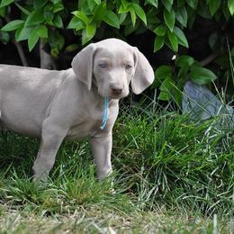 Weimaraner Puppies from Sun Colors Ranch