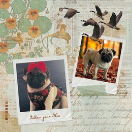 Pug puppies from The Pugarazzi