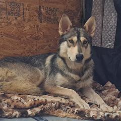 Willow - Alaskan Malamute