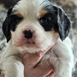Russ - Tri-color male Cavalier King Charles Spaniel puppy in Waterloo, Iowa from Muddy Paws Cavaliers