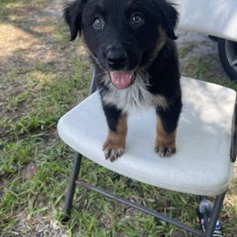 Australian Shepherd Puppies from Baker Green Hill Aussies