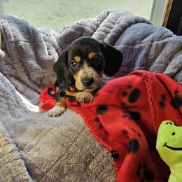 Red - Piebald male Dachshund puppy in Colony, Kansas from Randal'sDachshunds