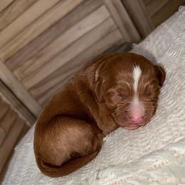 Reign - Red  male Goldendoodle puppy in Waterford, California from Alvdoodles
