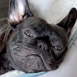 Shuri - French Bulldog