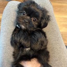 Lt. blue - Carrie Underwood - Black and white female Shorkie puppy in Mays Landing, New Jersey from Fancy Paws Shorkies & Shih Tzus