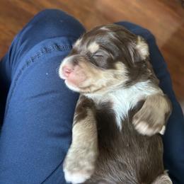 Milly - Tri-color female Bernedoodle puppy in Arabi, Georgia from Huckadoodle Farm