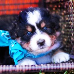 Boy 3 - male Australian Shepherd puppy in Paola, Kansas from Tiz Ranch