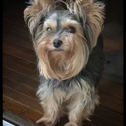 Yorkshire Terrier Puppies from Charm's Kennel