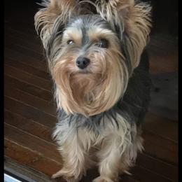 Yorkshire Terrier Puppies from Charm's Kennel