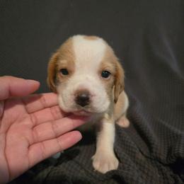 Stella - Lemon and white female Beagle puppy in Greenwood, Missouri from Nukee's Beagles dachshunds Corgis