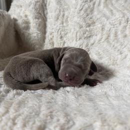 Crypto - Silver male Great Dane puppy in Moreno Valley, California from Graham’s Danes N Littles
