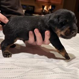 Red - Black male Jagdterrier puppy in Monroe, Oregon from Oregon Jagdterrier