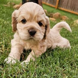 Marlin - Cream male Cockapoo puppy in Indiahoma, Oklahoma from Phamily Doodles