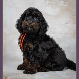 Ichabod - Black and tan male Cockapoo puppy in Connersville, Indiana from Deaz Doodle Ranch