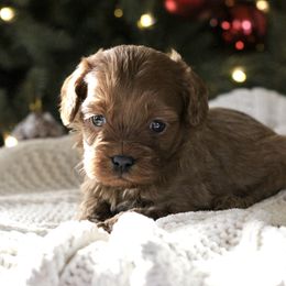 Charlie Brown - Red male Cavapoo puppy in Lewisburg, Pennsylvania from Cinda's Cavapoos