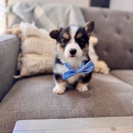 Baby Blue Boy - Cooper - Black and tan male Pembroke Welsh Corgi puppy in Vilonia, Arkansas from Lucky Pups Corgis