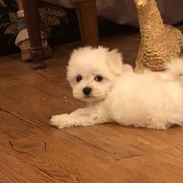 Maltese Puppies from Franny's Maltese Puppies