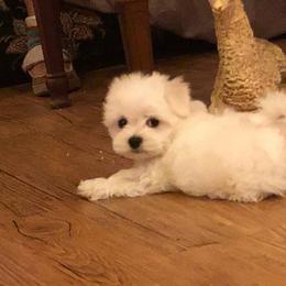 Maltese Puppies from Franny's Maltese Puppies