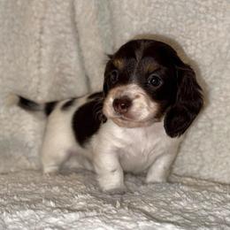 Gus - Piebald male Dachshund puppy in Trinity, Texas from Signature Sloan - Long Hair Dachshunds