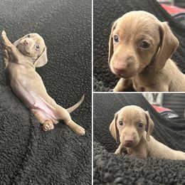 Dachshund Puppies from JnA Dachshunds