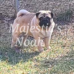 Noah - Pug