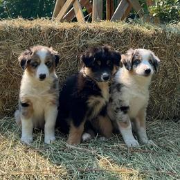 Australian Shepherd Puppies from Black Canyon Corral Aussies