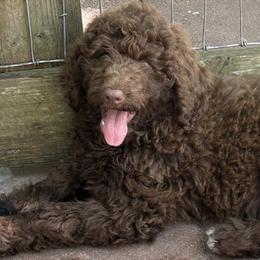 Dove - Goldendoodle