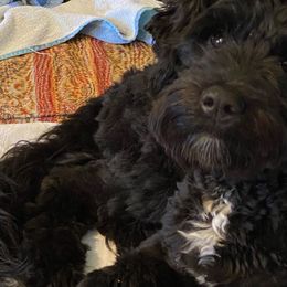 Portuguese Water Dogs from Biddlebrook PWD