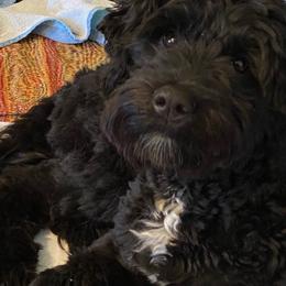 Portuguese Water Dogs from Biddlebrook PWD