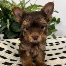 Weston - Chocolate and tan male Yorkshire Terrier puppy in Rising Star, Texas from Phillips Pup House
