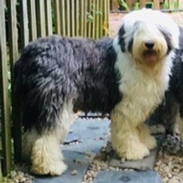 Aspen - Old English Sheepdog