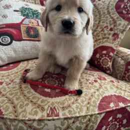 Red - Golden female Golden Retriever puppy in Salisbury, North Carolina from Golden Paws of Purpose