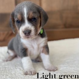 Light green girl - Blue tan and white female Beagle puppy in Shelley, Idaho from Idaho Beagles