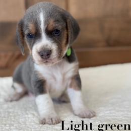 Light green girl - Blue tan and white female Beagle puppy in Shelley, Idaho from Idaho Beagles