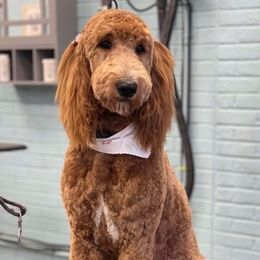 Goldendoodles and Poodles from Southern Divine Kennels