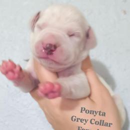 Ponyta (Grey collar) - White and liver brown female Dalmatian puppy in Raymondville, Missouri from Wagner's Dalmatian's