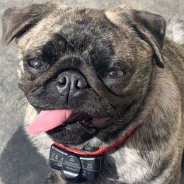 Fia - Pug