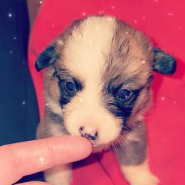 American Corgi Puppies from Highland corgis