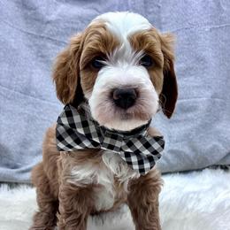 Blue Boy - Red  male Goldendoodle puppy in Travelers Rest, South Carolina from Bailey Mountain Doodles
