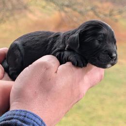 Male 1 - Black and tan male Cavapoo puppy in Coshocton, Ohio from Forever Family Puppies