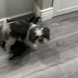Shih Tzus from Hand Raised Shih Tzu’s