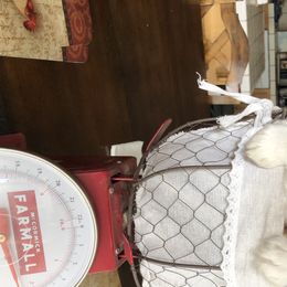 Aussiedoodle, Australian Shepherd, Miniature American Shepherd, and Miniature Australian Shepherd Puppies from Bline's Awesome Aussies