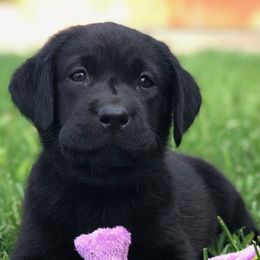 Labrador Retrievers from Maridan Labradors