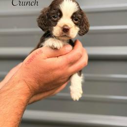 Crunch - Liver and white male English Springer Spaniel puppy in Uvalda, Georgia from Willow Creek Farms