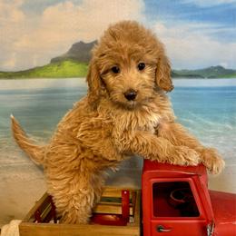 Lobster - Apricot female Goldendoodle puppy in Haltom City, Texas from Ohana Doodles