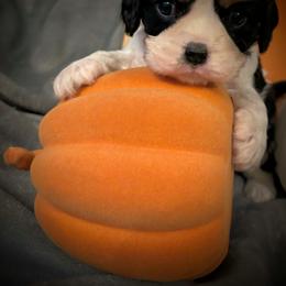 Cavalier King Charles Spaniel Puppies from Krawczyk's House of Cavaliers