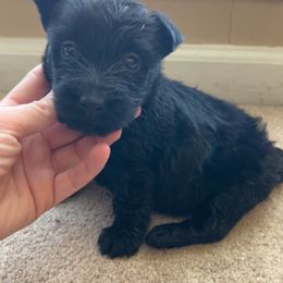 Scottish Terrier Puppies from Oodles of Cuties!
