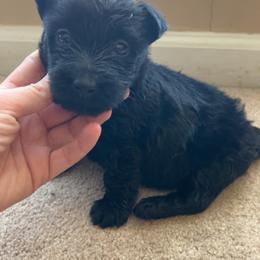Scottish Terrier Puppies from Oodles of Cuties!