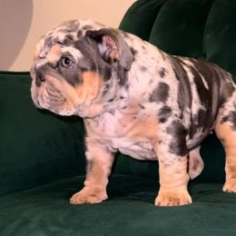 Bulldogs from Luka Brasi Bullies LLC